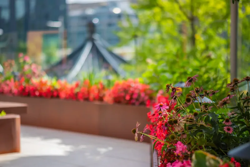 Seasonal flowers in the terrace planters