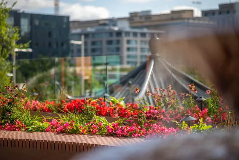 Seasonal flowers in the terrace planters