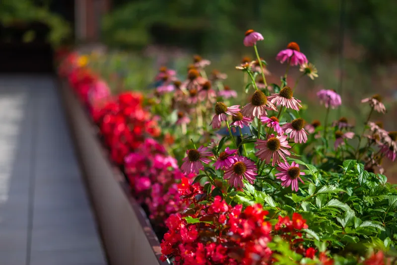 Seasonal flowers in the terrace planters