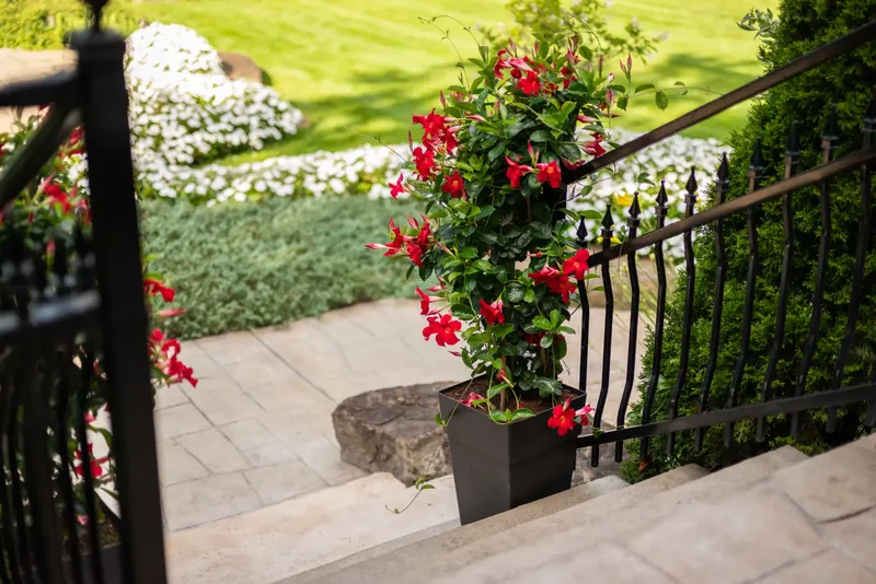 Black wrought-iron railing with red mandevilla planters