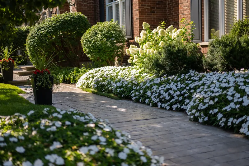 Stamped concrete walkway lined with white flowers and rounded shrubs